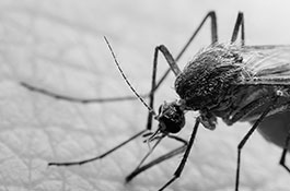 Mosquito-program_thumb